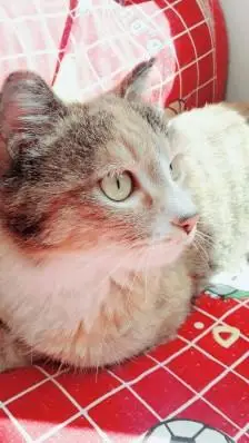 狸花猫日常一只名为阿狸的狸花