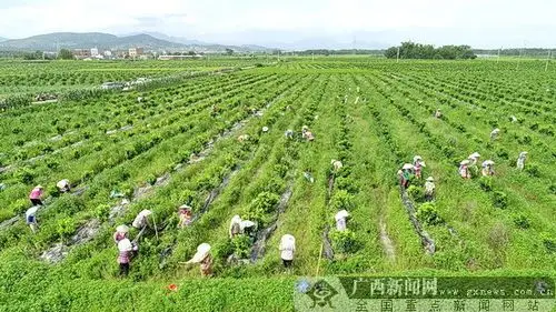 延塘村村民在丰沃水果种植基地里务工.
