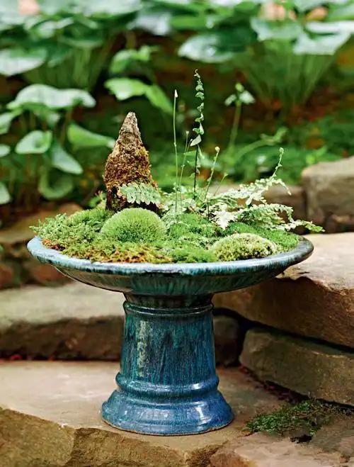 苔藓盆景 近在眼前的小世界
