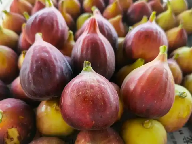 味甜,多汁!佛山这道秋天的味道别错过|无花果_新浪财经_新浪网