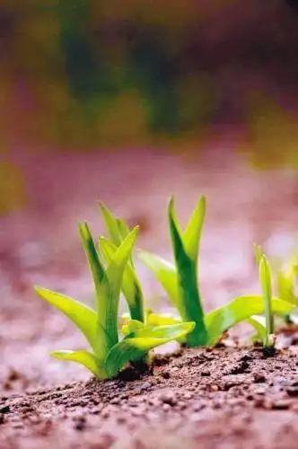 小草偷偷地从土里钻出来,嫩嫩的,绿绿的