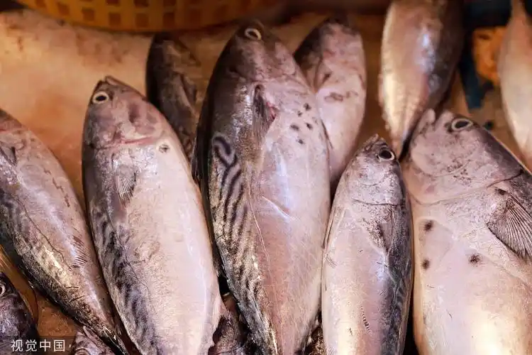 英媒:肥厚的"鲣鱼"可能预示着气候变化,对寿司构成威胁