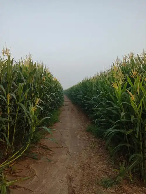 立秋后的玉米田