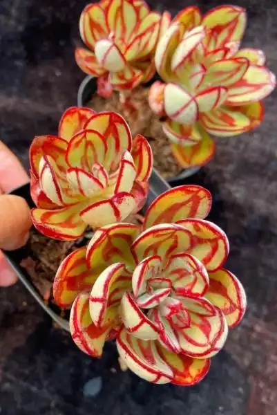 娇艳迷人的多肉红司全年长个不停彩色叶子好看值得拥有