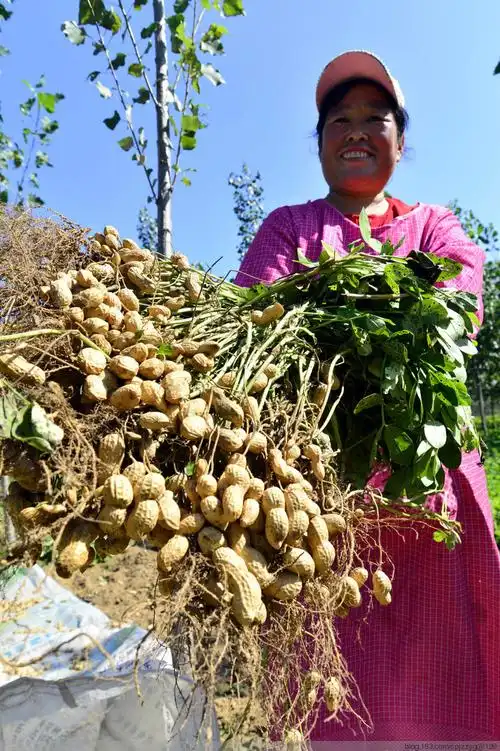 山东聊城 白露时节花生丰收 - 赵玉国的日志 - 网易博客
