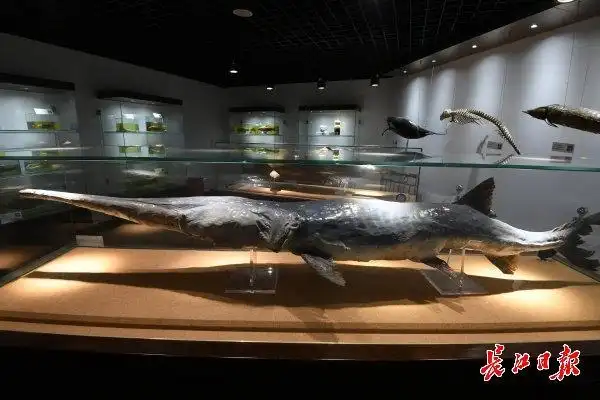 珍藏于中科院水生生物博物馆长江白鲟标本.记者李子云 摄