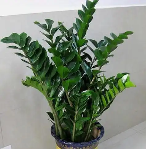 养好金钱树,离不开"2个"关键点,嗖嗖冒新芽,金钱叶挤满盆!