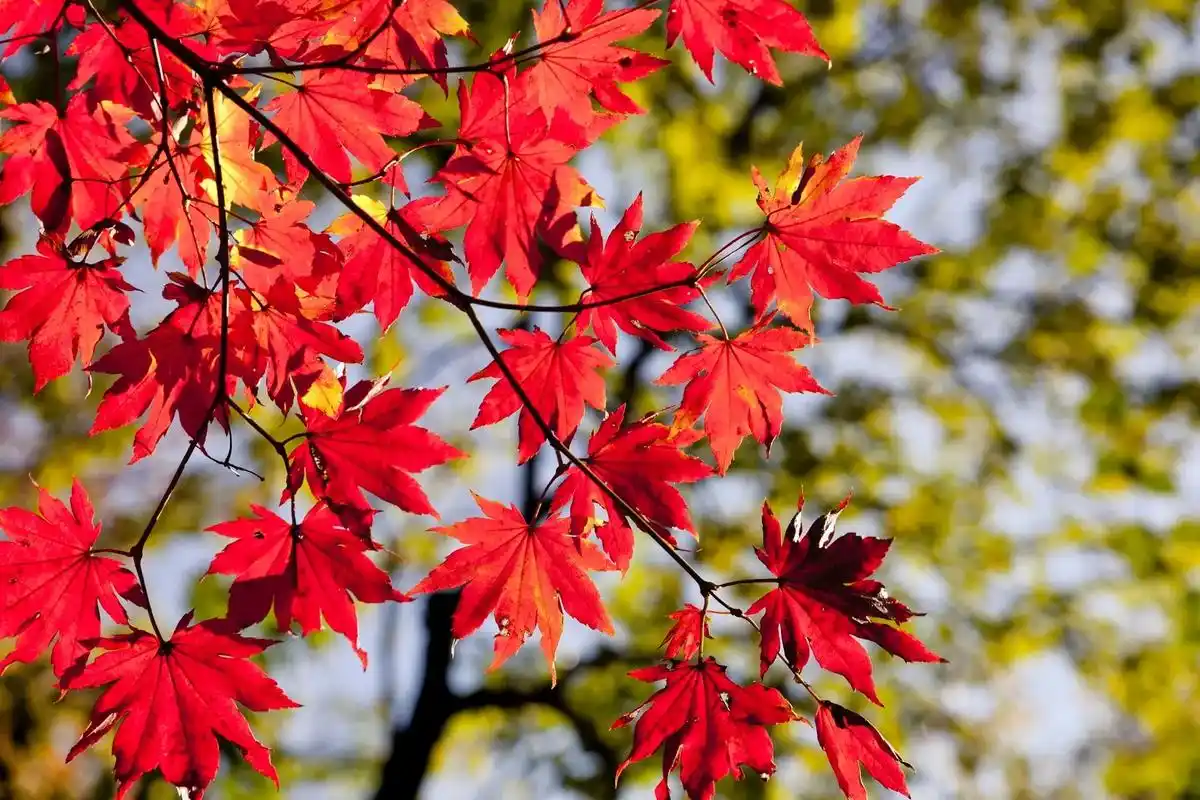 一叶知秋,满山遍野的红叶 #红叶 #秋叶 #唯美 #红叶壁纸 - 抖音