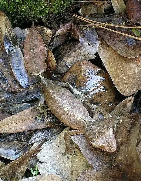 盘点5种拟态生物它们是动物界的伪装大师