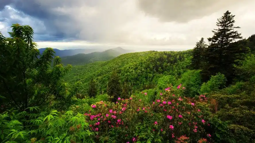 下载桌布 1600x900 山,树,花,上午,云,自然风光 桌面背景