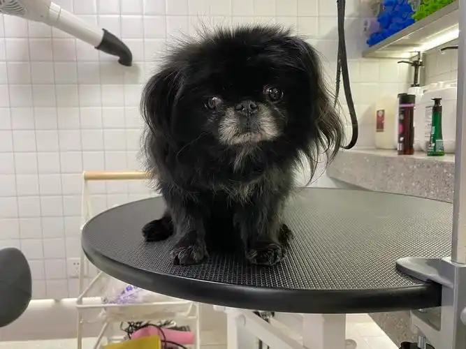 收养求领养求领养坐标北京大眼小京巴求领养