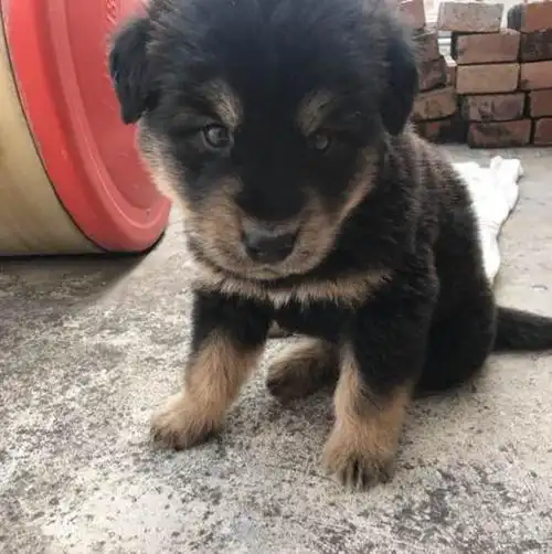 花四千买的藏獒店主说是铁包金带回家被全村人嘲笑一个月