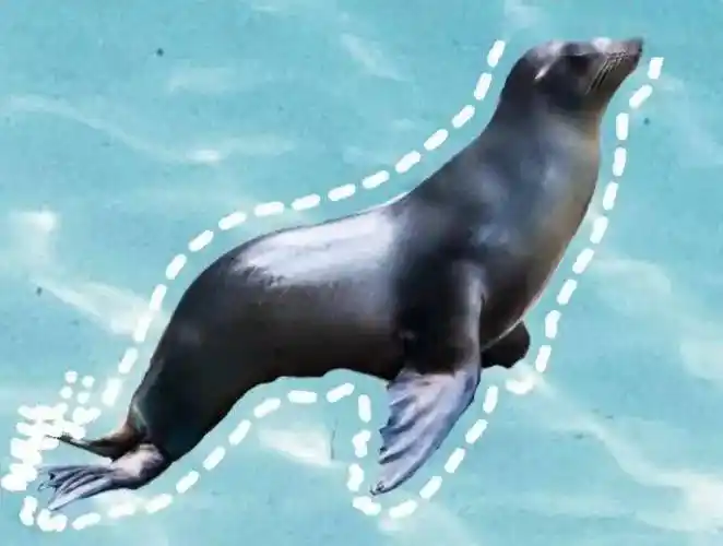 海豹海狮海象海狗海牛傻傻分不清楚看这里快速帮你扫除脸盲