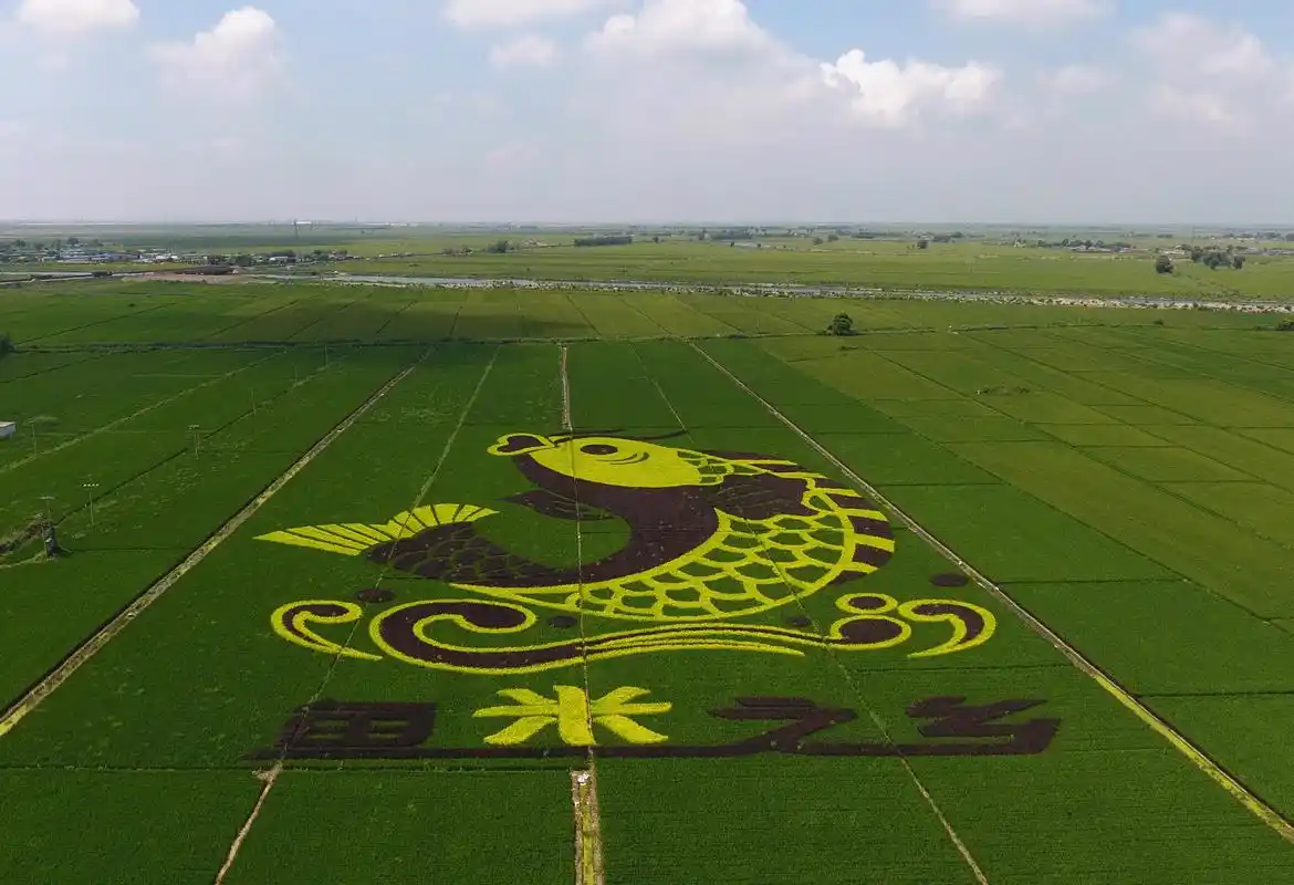 海港经济开发区王滩镇与乐亭县马头营镇交界处的稻田画(无人机照片)