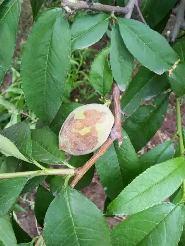 老师:桃树,果子上面烂的一块一块的,这是什么病?图片上传了,谢谢