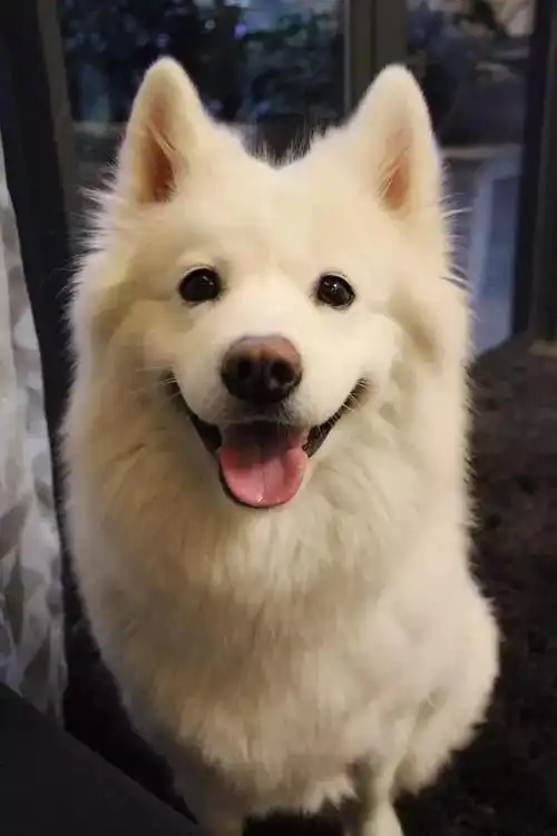 大错特错!真实的萨摩耶是这样的