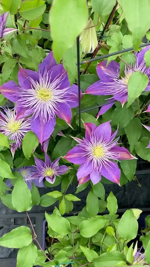 铁线莲水晶喷泉开花中