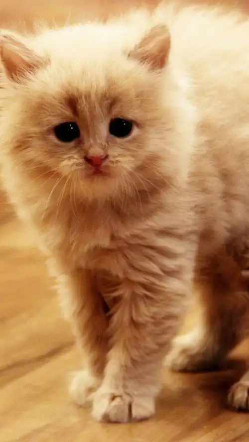 可爱的小猫在房间里