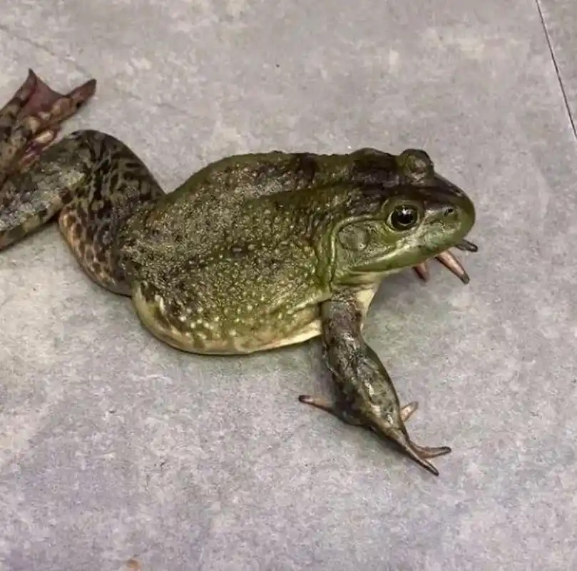 不是说三条腿儿的蛤蟆不好找吗?