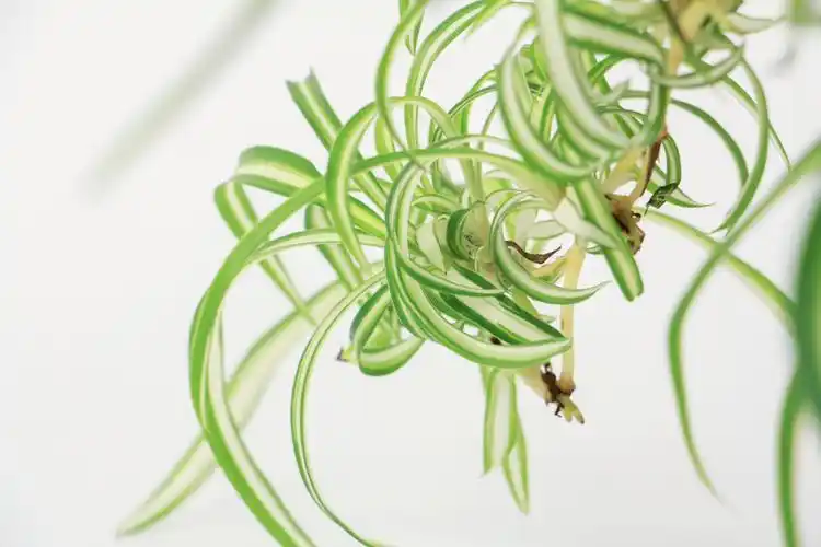 吊兰视频吊兰叶尖干焦花盆里放点这个很有用