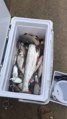 高庵水库大板鲫,翘嘴爆护了 - 钓鱼之家