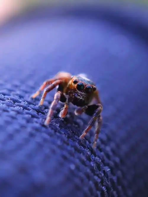 小小跳蛛大眼萌