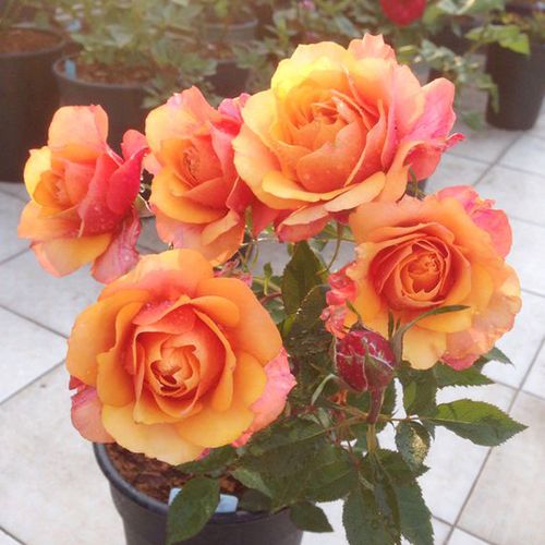 丹麦永恒系列之永远的艾帕索阳台大花月月季空气净化剂