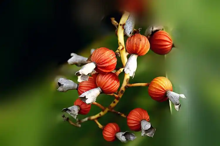 艳山姜果实灯笼高高挂