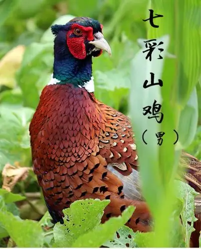 天然七彩山鸡