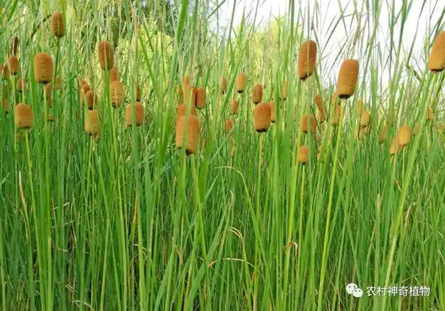 香蒲草的秘密:浑身是宝的它还有这5大妙用,可惜很多人不知道