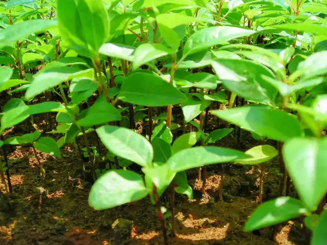 哪里有香樟苗销售?广东惠州大量80公分-1米樟树苗销售