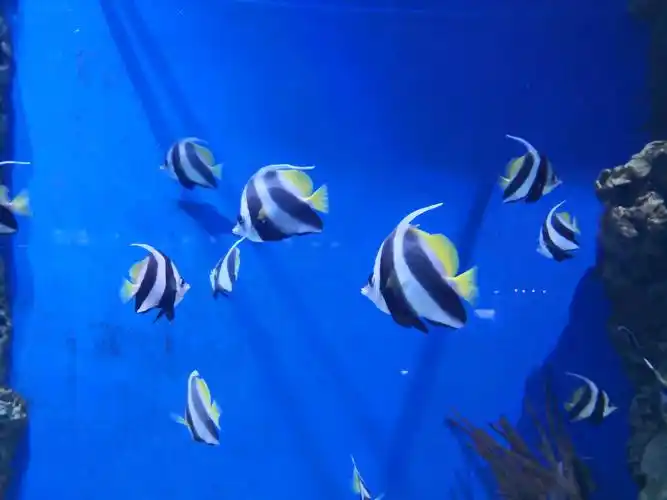 黑白关刀鱼,身体扁,头小,喜欢成对生活在珊瑚多的地方.