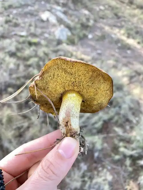 能吃吗?在松树林看见的,有谁认识的能说下吗