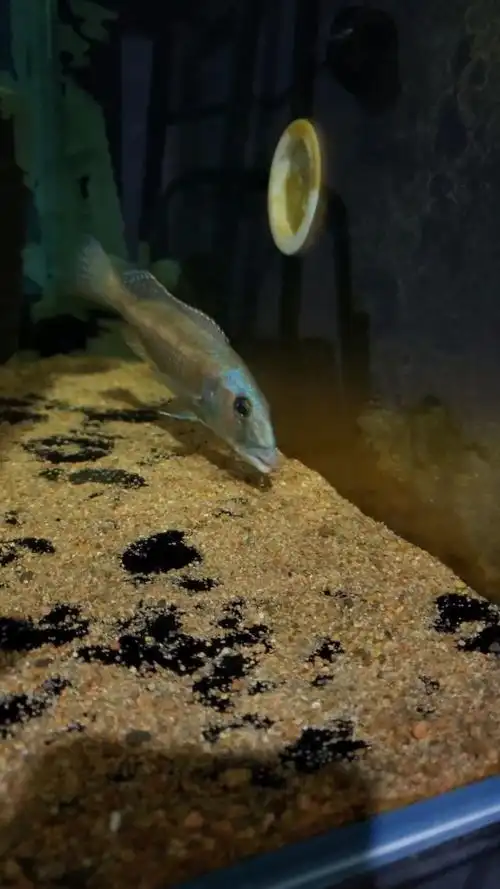 观赏鱼#三湖慈鲷#大马鸟嘴
