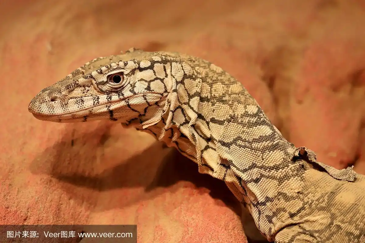 巨型环尾蜥,无人,巨蜥属,爬行纲,澳大利亚