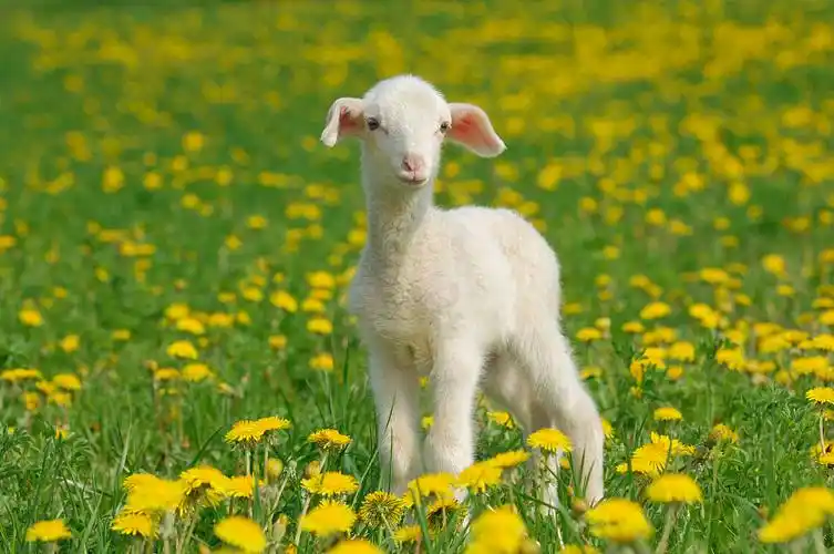 草原上的美利奴羊(绵羊)图片