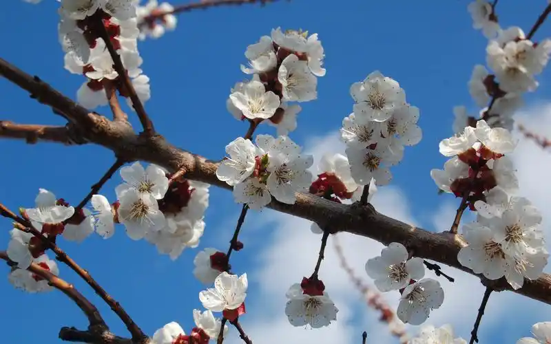 白樱花盛开,树枝,春天 iphone 壁纸