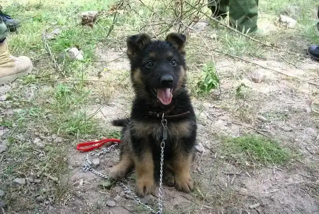 我国本土狼犬,一点也不比国外的差,你喜欢哪只?