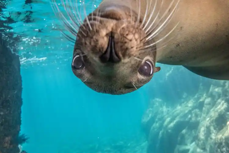 顽皮小海狮水下调戏摄影师捉迷藏玩自拍超萌哒