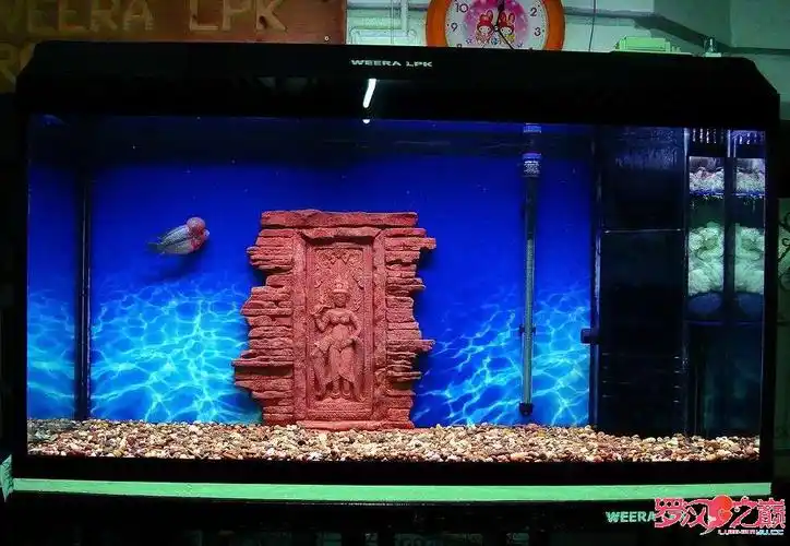 === 鱼缸造景 === - 罗汉鱼玩家 - 龙巅罗汉鱼