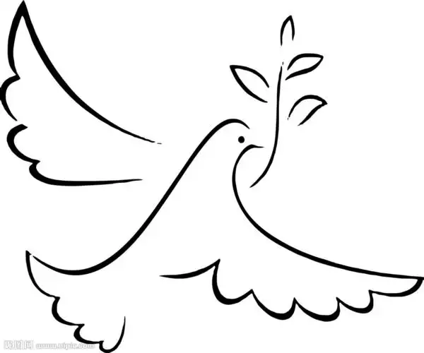 鸽子 白鸽 和平鸽 信鸽 鸟类图片