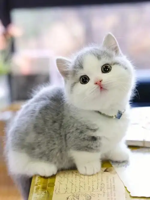 精品蓝虎斑加白曼基康矮脚弟弟