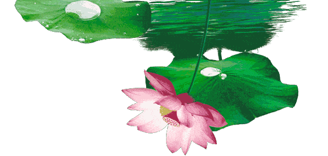 明日夏至,漂亮荷花送给群里所有的朋友,愿你幸福,快乐,健康