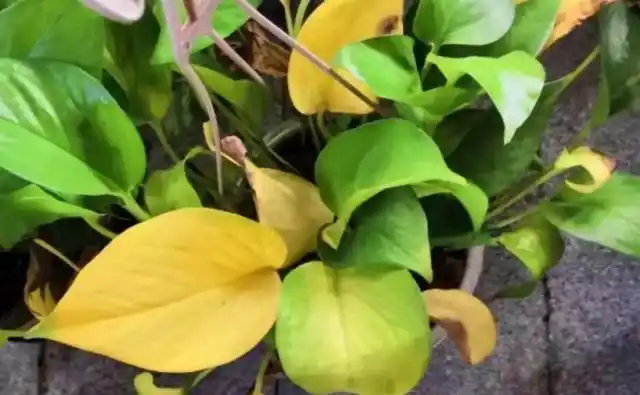 绿萝叶子发黄是什么原因