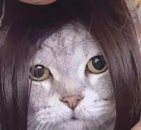 折耳猫高高一跃向主人跳去下一秒凌乱了头发精要害朕