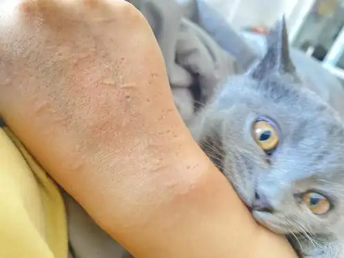 求助小猫咬人这正常么