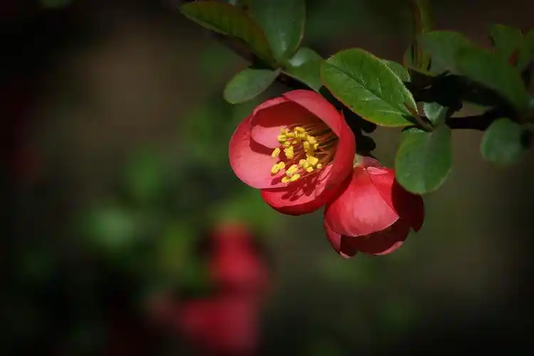 花朵,花卉,鲜花,海棠花,贴梗海棠,植物花卉贴梗海棠图片 花朵,花卉