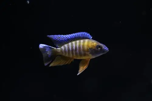 缸里的小靓仔们 - 三湖慈鲷玩家 - 龙巅三湖慈鲷