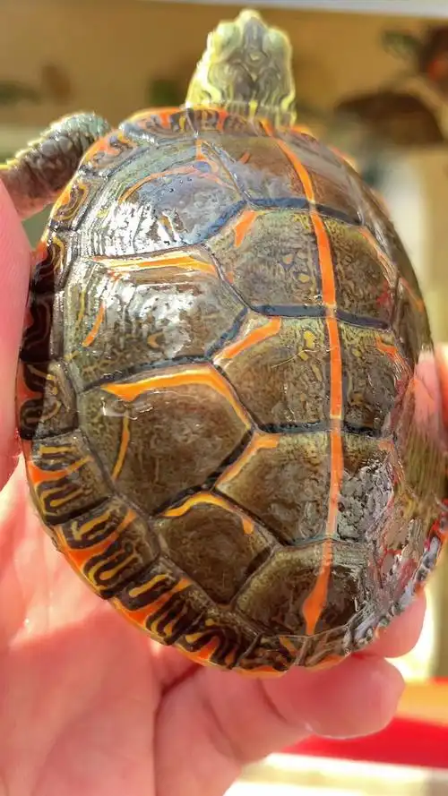 阳光下的南锦龟#乌龟##龟##宠物#_哔哩哔哩 (゜