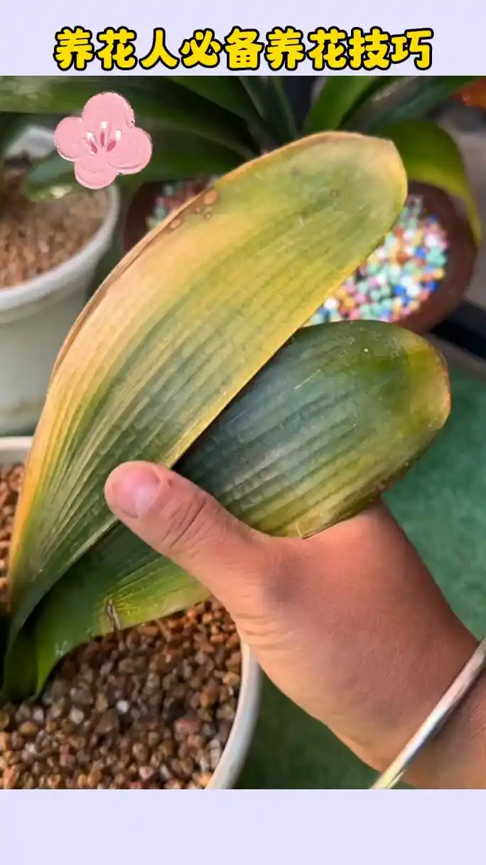 君子兰叶片发黄腐烂,光剪掉是没用的,可以给它用这个烂根专用